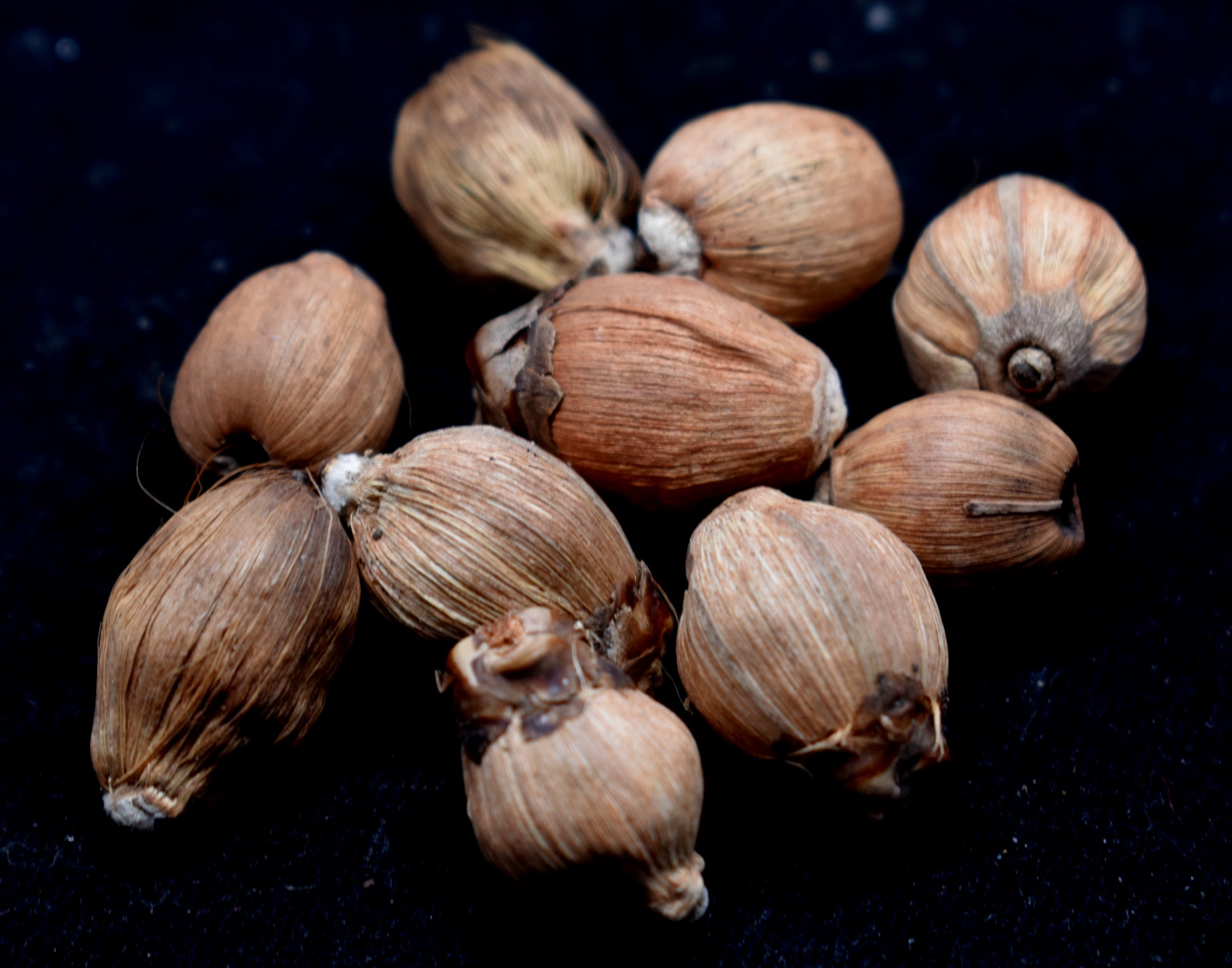 Laghu Nariyal - Small coconuts often used in religious rituals, offering prayers, and for spiritual blessings. #LaghuNariyal #SmallCoconuts #ReligiousRituals #SpiritualBlessings #HinduRituals #CoconutOfferings #SacredFruit #TraditionalRituals #SpiritualPractice #Blessings