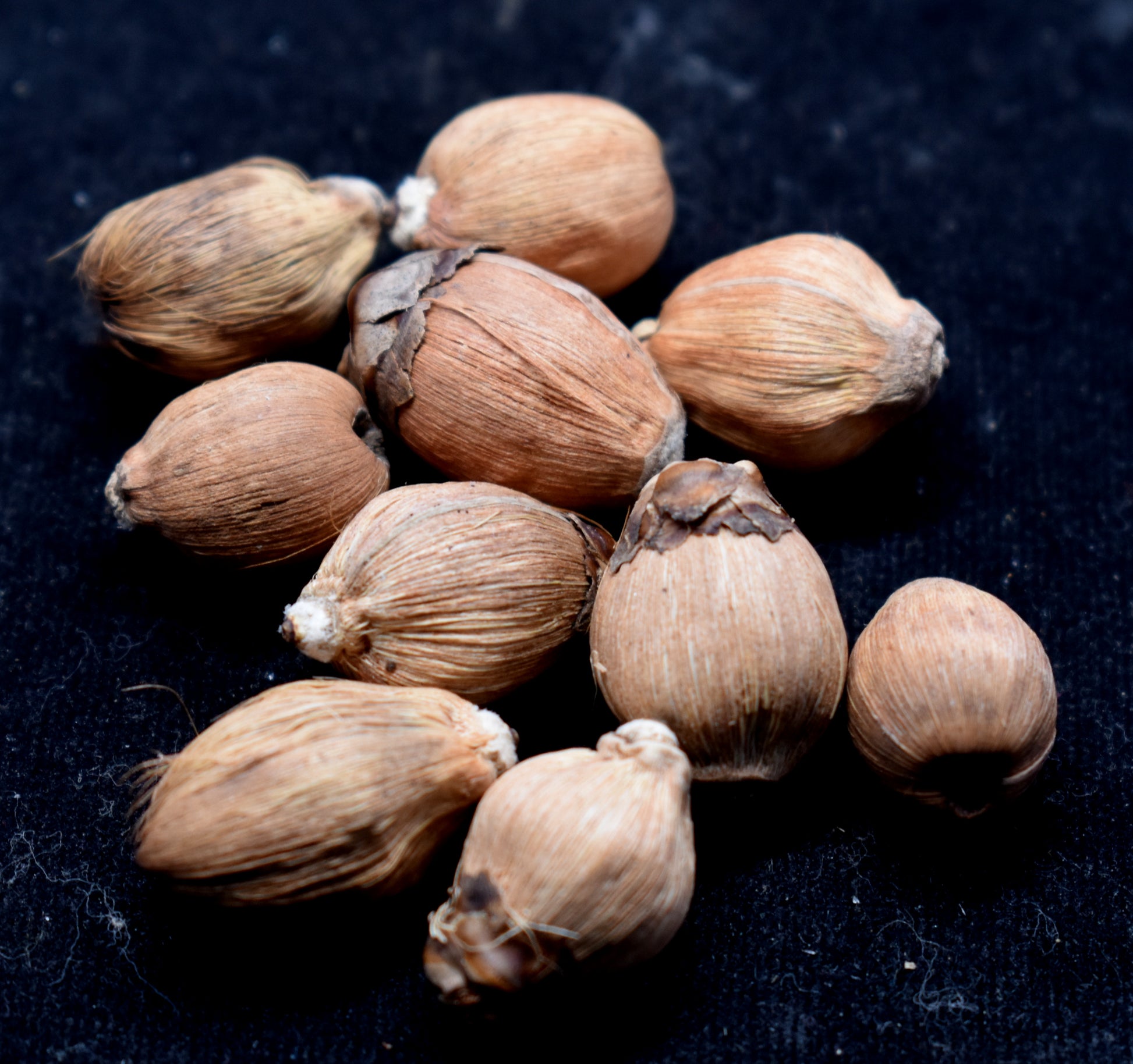 Laghu Nariyal - Small coconuts often used in religious rituals, offering prayers, and for spiritual blessings. #LaghuNariyal #SmallCoconuts #ReligiousRituals #SpiritualBlessings #HinduRituals #CoconutOfferings #SacredFruit #TraditionalRituals #SpiritualPractice #Blessings
